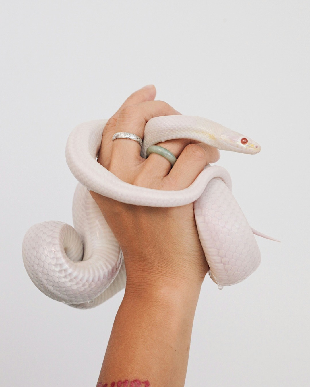 The Snake knows: true radiance coils deep in the belly 🐍
Shed the skin of expectation. Move slowly. Feel everything. Live from instinct, not performance.
@iamnicolebarton writes for kindredspirit.co.uk and invites you to move to your own rhythm. Click the link in our bio to read now!