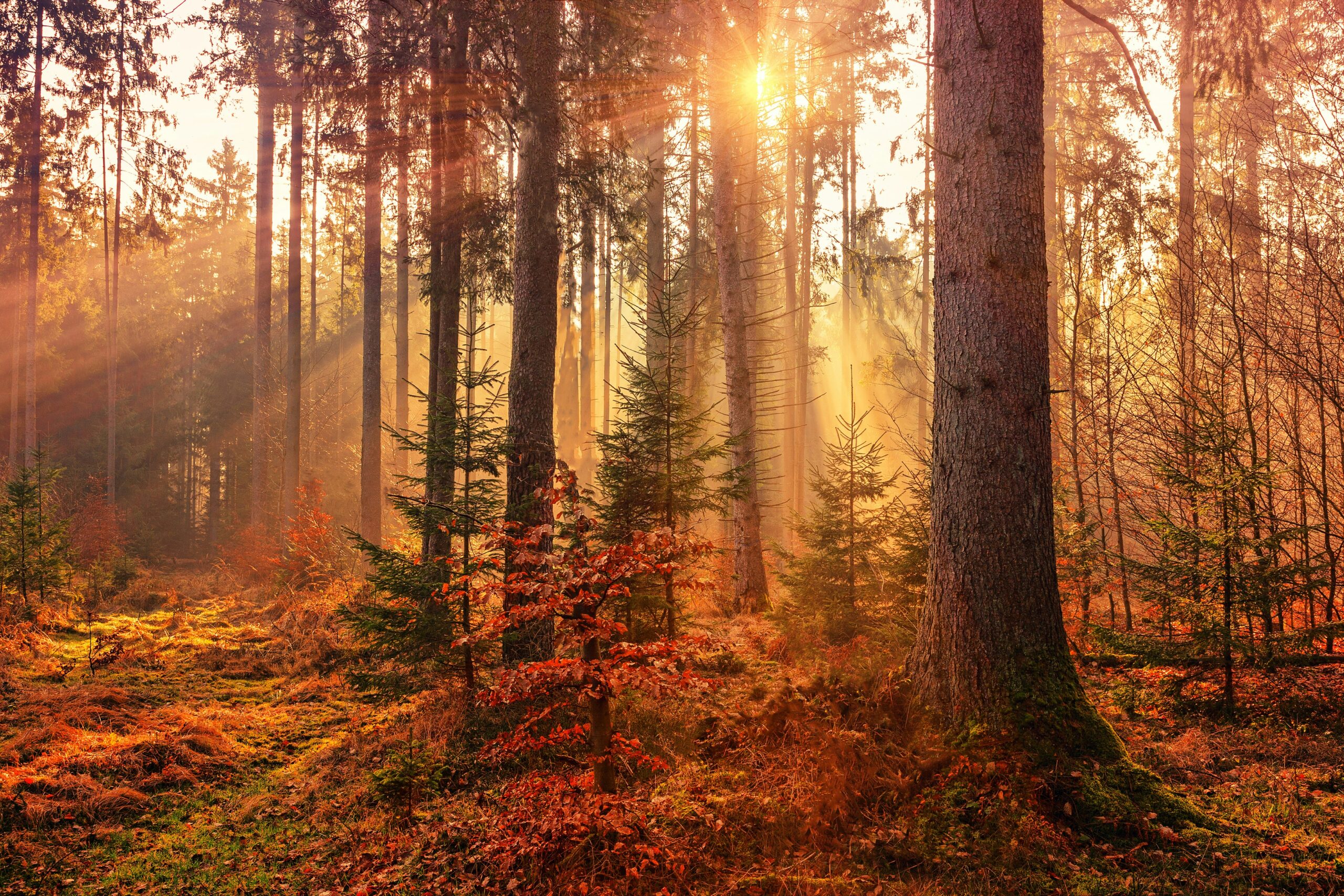 Numerology Forecast for October